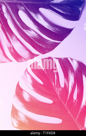 Big monstera leaves. Tropical theme background in a trendy flat lay style in vibrant gradient holographic colors. Pop art. Natural trendy background. Stock Photo