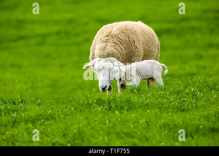 Texel Ewe, female sheep with newborn lamb.  A tender moment between mother and baby lamb in lush green meadow. Landscape, Horizontal. Space for copy Stock Photo