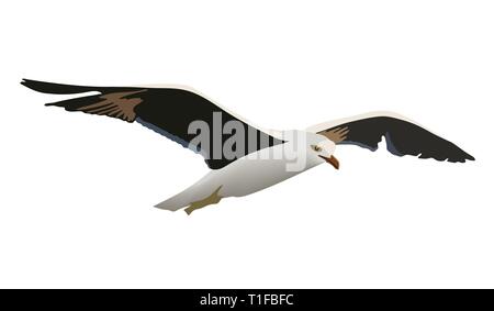 Hovering gull bird with outspread black wings, white feathers, yellow beak, The common soaring seagull mew gull, European herring gull. Vector illustr Stock Vector