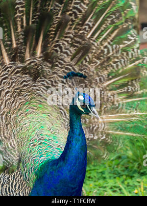 Portrait of beautiful peacock with feathers out in Bolivia Stock Photo