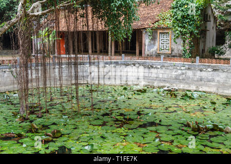 Water Lilies in a pond in Ninh Binh, Northern Vietnam Stock Photo