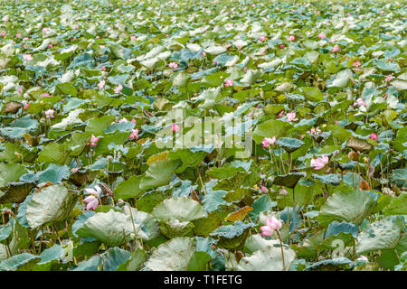 Field of blooming Wild Lotus flowers, Ninh Binh, north of Vietnam Stock Photo