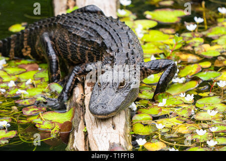 Mid sized American Alligator resting on log in lily pond in the Everglades National Park in Florida with flowers and lily pads showing gator details