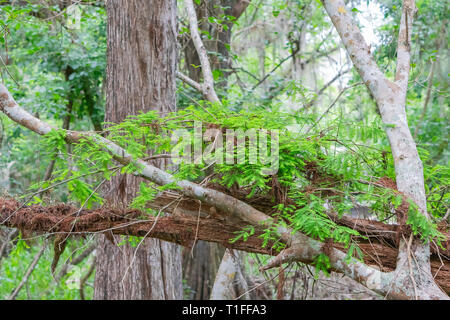 Resurrection fern growing in fallen cypress tree in the Everglades National Park in Florida cypress forest. Stock Photo