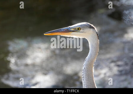 Juvenile Grey Heron, Ardea cinerea, at the Leidam, Montagu, Western Cape, South Africa in summer, close up side view headshot in natural habitat Stock Photo