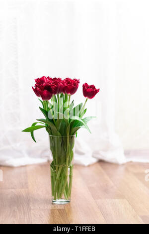 Bouquet of fresh burgundy tulips in a glass transparent vase Stock Photo
