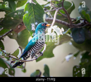 Asian Emerald Cuckoo (Chrysococcyx maculatus) Cactus Emerald is native to the tropical evergreen forests of northern India, southern China, and northe Stock Photo