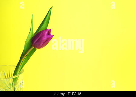Pink or purple tulip flower. Easter or Valentine's day greeting card. Isolated on yellow background. Stock Photo