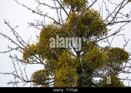 Green Viscum mistletoe tree against grey sky Stock Photo