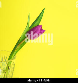 Pink or purple tulip flower. Easter or Valentine's day greeting card. Isolated on yellow background. Stock Photo
