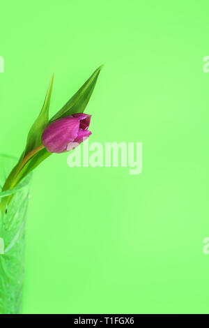 Pink or purple tulip flower. Easter or Valentine's day greeting card. Isolated on green background. Stock Photo