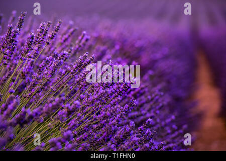 Close up Bushes of lavender purple aromatic flowers at lavender field in summer near valensole in provence france Stock Photo
