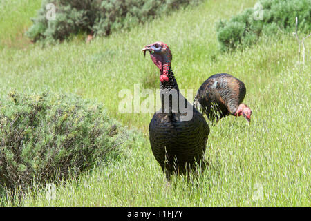 Male turkey walking through a grassy hillside field  in Northern California. Wild turkeys. Stock Photo