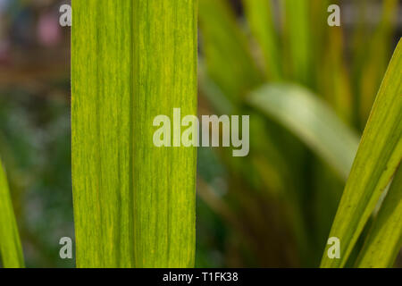 macro shot of green sugarcane leaves with beautiful patterns. Stock Photo