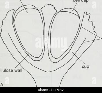 Distribution of boghead algae in Distribution of boghead algae in Illinois Basin coal beds  distributionofbo558pepp Year: 1997  cell cell cap    cell thimble thimble of parent cell cellulose wall Stock Photo