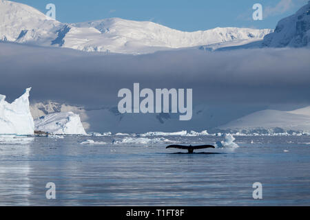 Antarctica. Cuverville Island located within the Errera Channel between Ronge Island and the Arctowski Peninsula. Humpback whales.