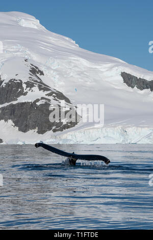 Antarctica. Cuverville Island located within the Errera Channel between Ronge Island and the Arctowski Peninsula. Humpback whale (Megaptera novaeangli Stock Photo