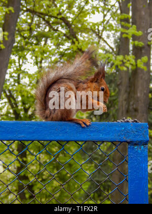 forest squirrel sitting on a painted fence in the morning Stock Photo