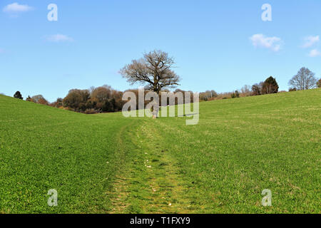 An English Rural Landscape with track through a crop field in the Chiltern Hills with lonely tree Stock Photo