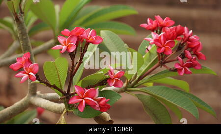 White Champaka Flowers Green Leaves Sunlight Stock Photo 2345813641 |  Shutterstock