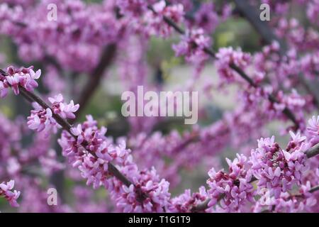 Closeup of flowering cherry blossom tree with copy space Stock Photo