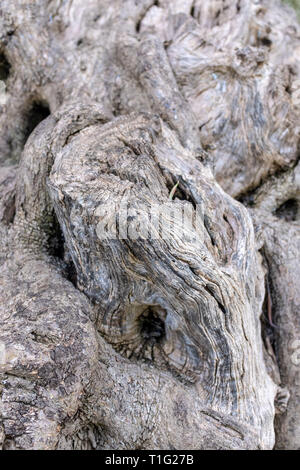 Bark of an ancient Olive Tree Stock Photo