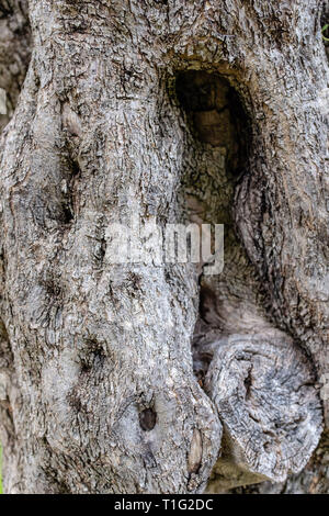 Bark of an ancient Olive Tree Stock Photo