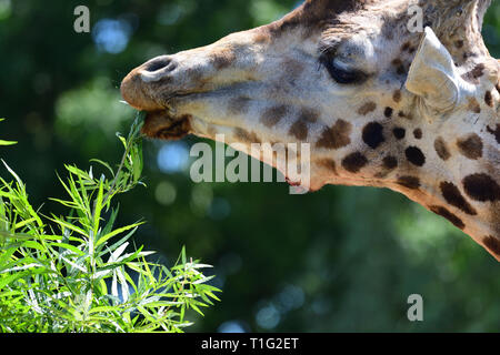 Head shot of a kordofan giraffe (giraffa camelopardalis antiquorum) eating leaves Stock Photo