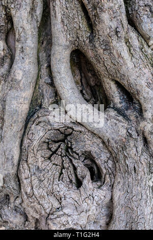 Bark of an ancient Olive Tree Stock Photo