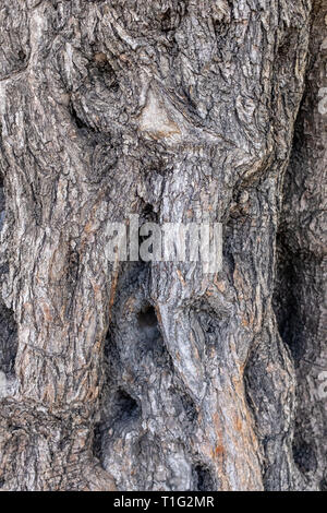 Bark of an ancient Olive Tree Stock Photo