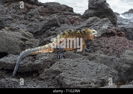 Male marine iguana Amblyrhynchus cristatus albemarlensis in defense position with open mouth, Isabela Island, Galapagos Islands, Ecuador Stock Photo