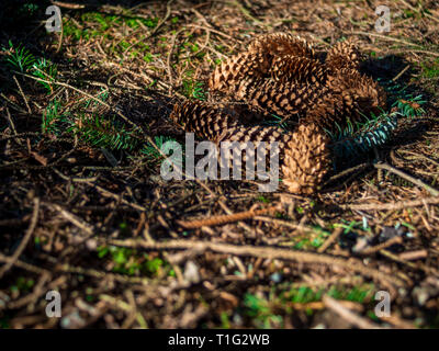 Fresh fallen pine cones lying on the forest ground on a spring day Stock Photo