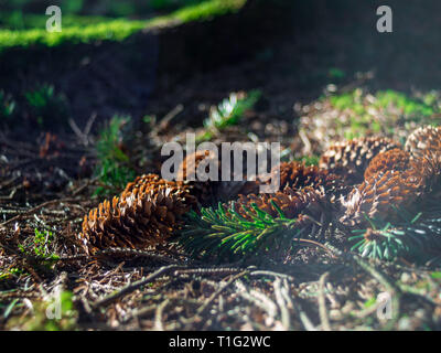 Fresh fallen pine cones lying on the forest ground on a spring day Stock Photo