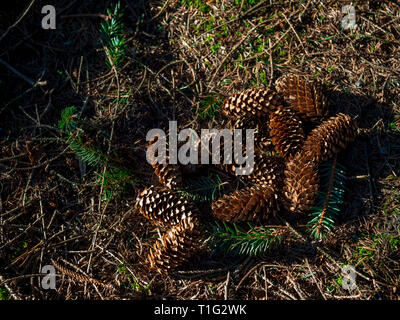 Fresh fallen pine cones lying on the forest ground on a spring day Stock Photo
