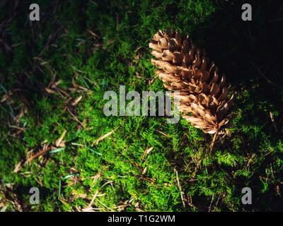 Fresh fallen pine cones lying on the forest ground on a spring day Stock Photo