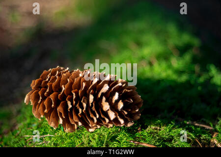Fresh fallen pine cones lying on the forest ground on a spring day Stock Photo