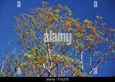 High tree Arbutus andrachne with green leaves and red fruit on a blue autumn sky. Sandalwood tree close up. Stock Photo