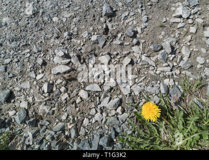 Solitary yellow Dandelion flower growing on a gravel track. Metaphor for isolation, isolated, solitary. Focus on edible flower, gravel slightly soft. Stock Photo