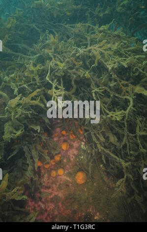 Globular orange golfball sponges growing on large boulder under dense growth of brown sea weeds covered with fine sediment. Stock Photo