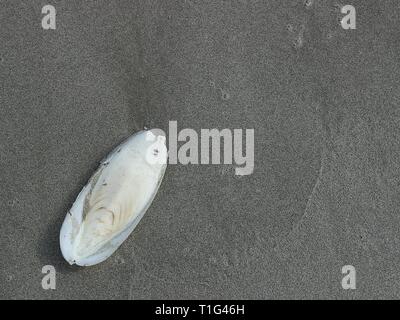 Close up one cuttlefish bone washed up from sea wave at a beach with black grey sand Stock Photo
