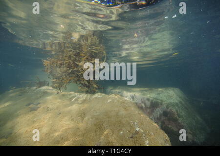 Large rocks covered with fine sediment and bush of brown sea weed reflecting on sea surface in very shallow water. Stock Photo