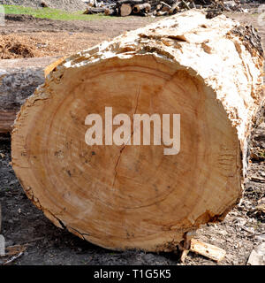 Part of the trunk of a large felled pine trees lying on the ground. Stock Photo