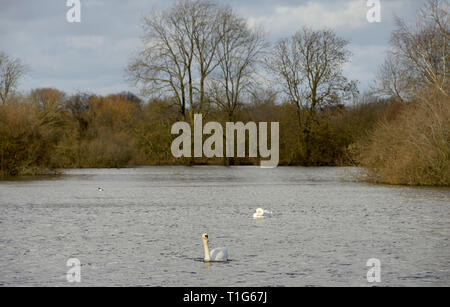 Swans on lake at Attenborough Nature Reserve, Nottingham. Stock Photo