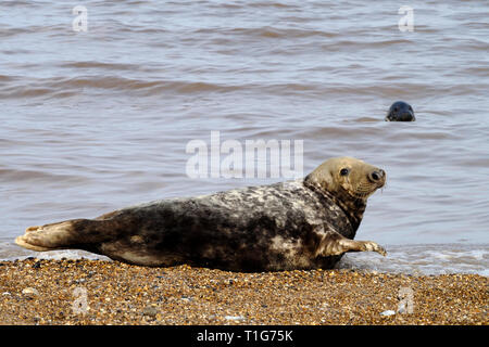 Young male or bull grey seal on Horsey Beach , Norfolk take a keen but wary interest in the photographer who has approached too closely. Stock Photo