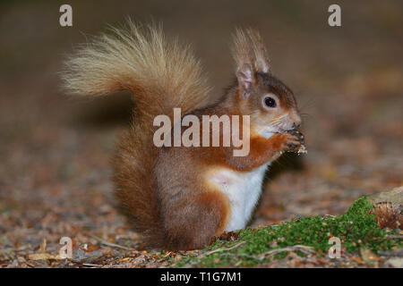 red squirrel Stock Photo