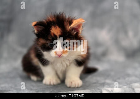 Few weeks old norwegian forest cat kitten sitting in studio Stock Photo