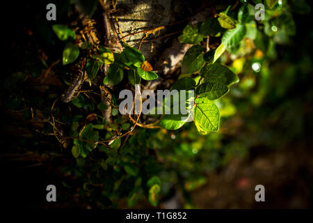 Green Vine Leaves Hanging Off Its Branch Bathing With Evening Sunlight Good For Life Or Nature Background Stock Photo Alamy