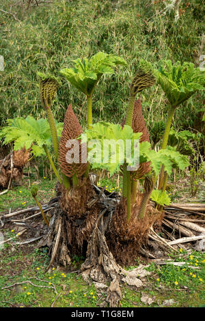 Brazillian giant rhubarb Gunnera manicata new leaves and bloom in early spring in the Muckross Gardens, Killarney National Park, County Kerry, Ireland Stock Photo