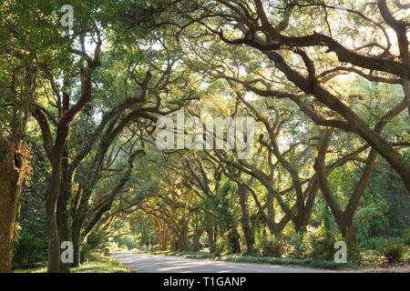 Hundred-Year Old Live Oak allee over road in Alabama Landscape ...