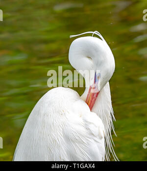 Great blue heron - white morph preening Stock Photo